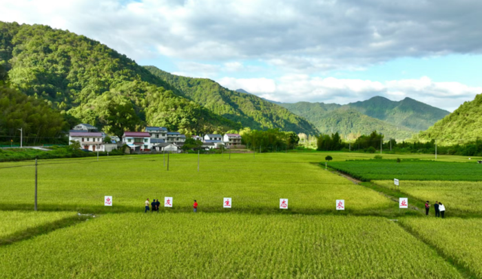 探寻绿色之源，池州“广润香软米”：安顺生态农业的有机稻米传奇