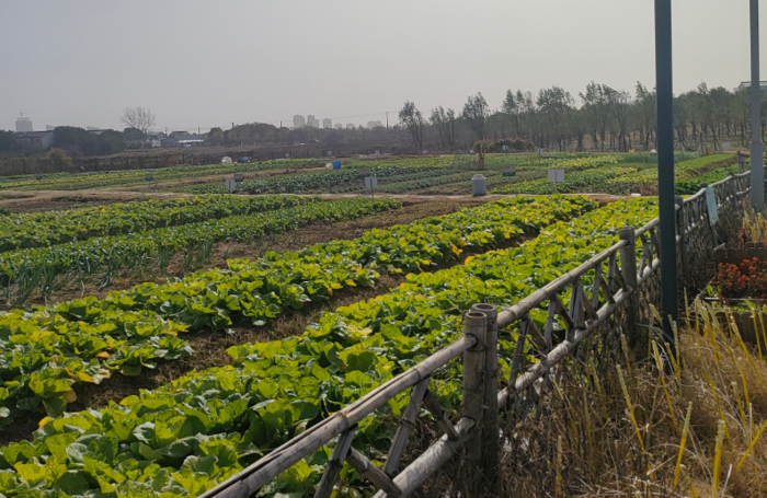 热点追踪——肥西“园艺疗愈法”研发人许孝龙