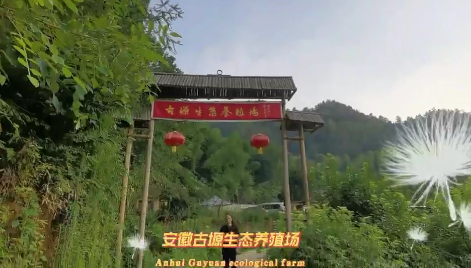 安徽古塬生态竹林鸡（视频）