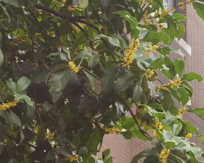 杨玉能：合肥的秋