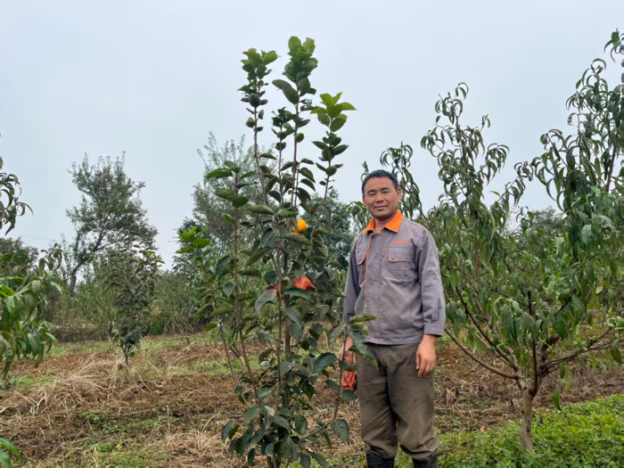 专访肥西县柿树乡昌玖农业合作社负责人解启柱