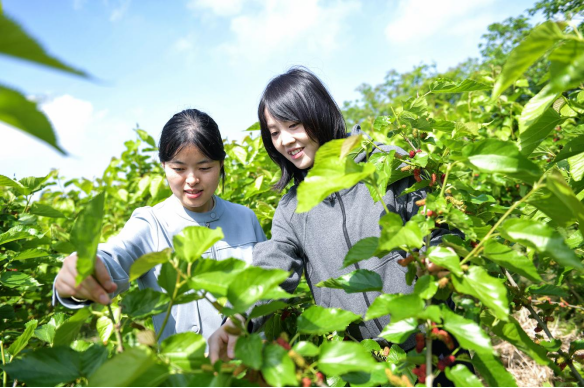 安徽肥东：小小桑葚果映红致富路