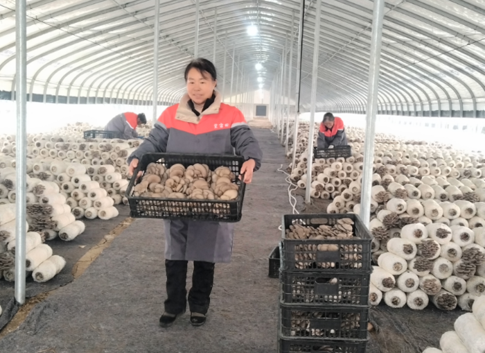 肥东：岭上“新农人”返乡创业 让蘑菇撑开振兴“致富伞”