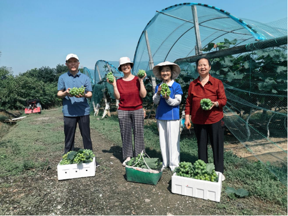 桥头集镇国光社区:  小葡萄“串”起甜蜜“致富路”
