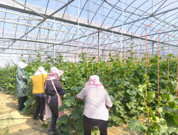 桥头集镇：蔬菜园里生产忙“菜篮子”拎得更稳